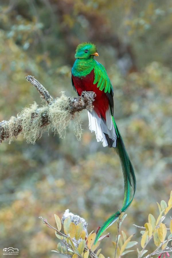 Cabinas El Quetzal San Gerardo de Dota Exteriér fotografie