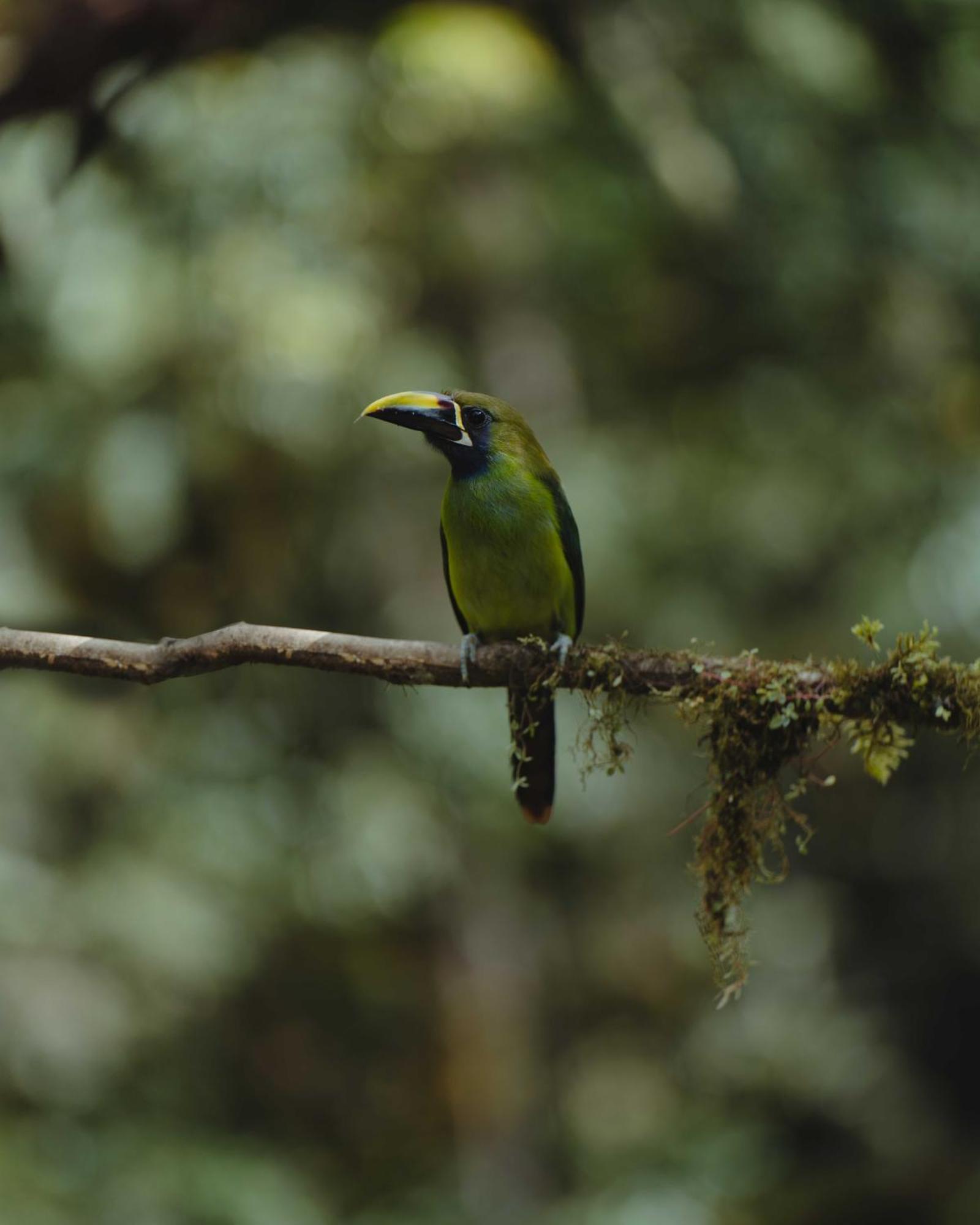 Cabinas El Quetzal San Gerardo de Dota Exteriér fotografie